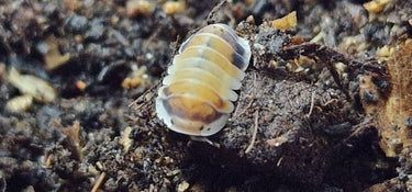 Latte Isopods (Cubaris sp.) - Isopods For Sale UK | PostPods